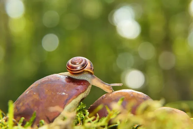 Gartenwurm