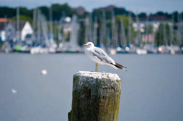 Vögel