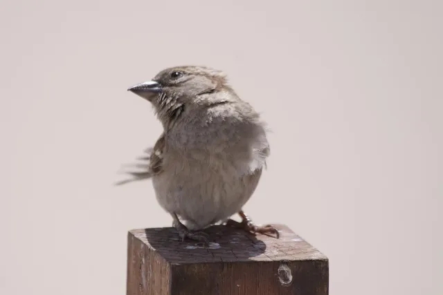 Vögel