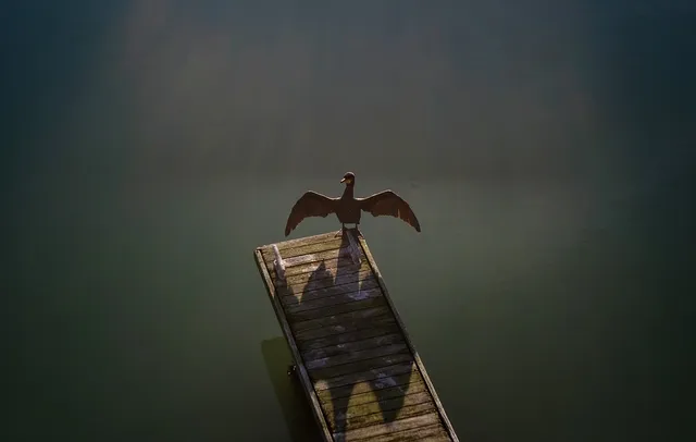 Vögel