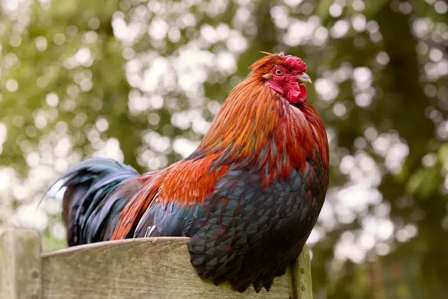 Vögel