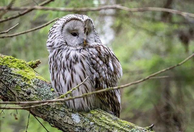Vögel