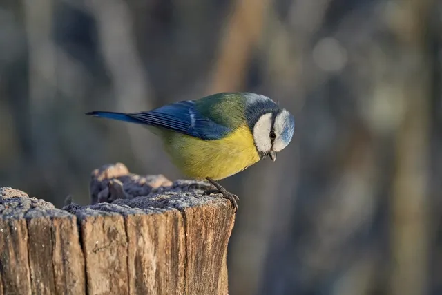 Vögel